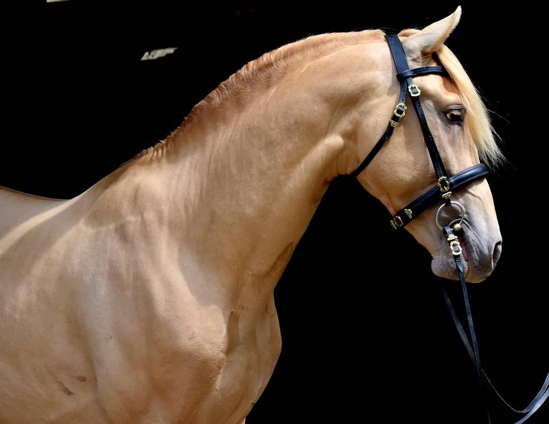 Sueno Carthago - PRE Pura Raza Española 2020