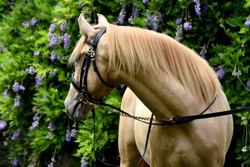 Sueno Carthago - PRE Pura Raza Española 2020