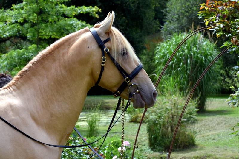 Sueno Carthago - PRE Pura Raza Española 2020