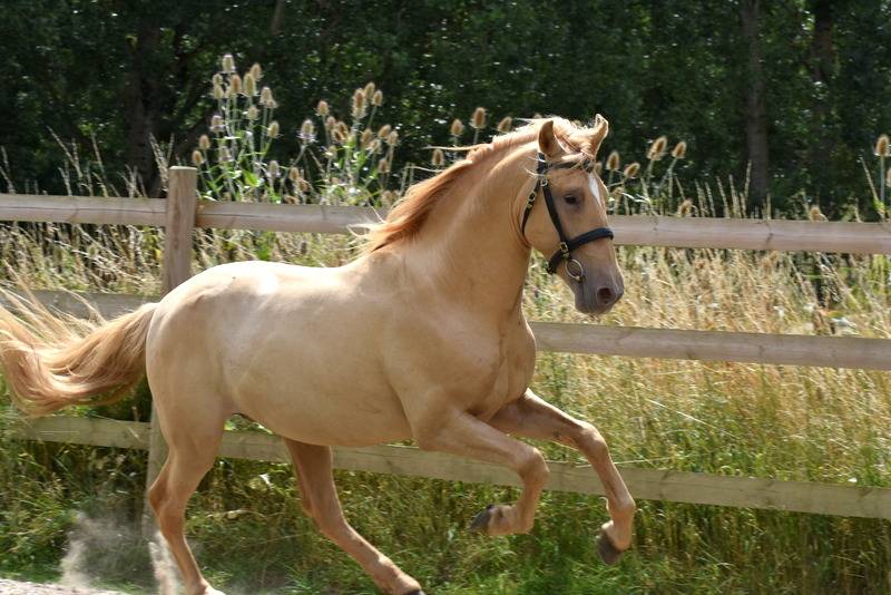 Sueno Carthago - PRE Pura Raza Española 2020