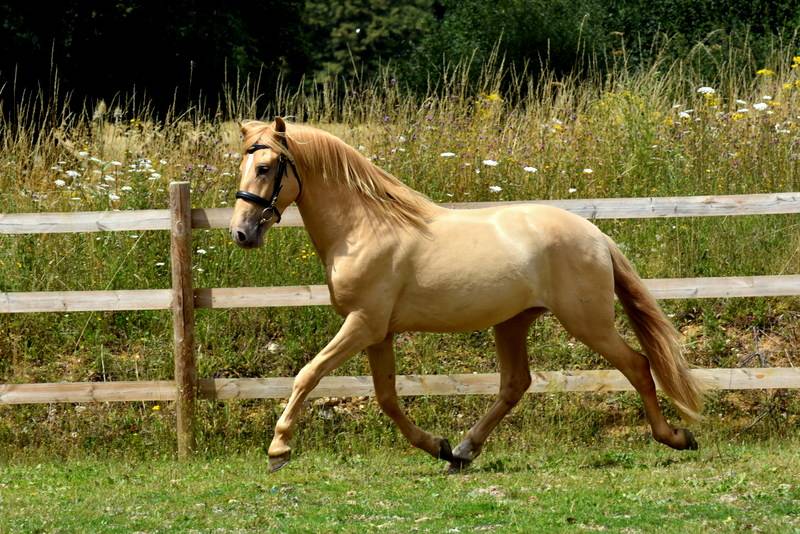 Sueno Carthago - PRE Pura Raza Española 2020