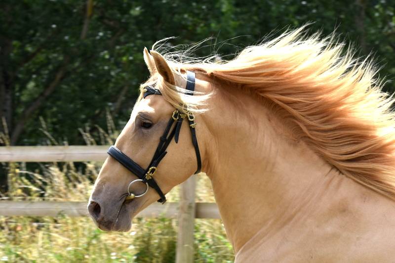 Sueno Carthago - PRE Pura Raza Española 2020