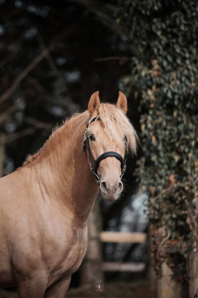 Sueno Carthago - PRE Pura Raza Española 2020