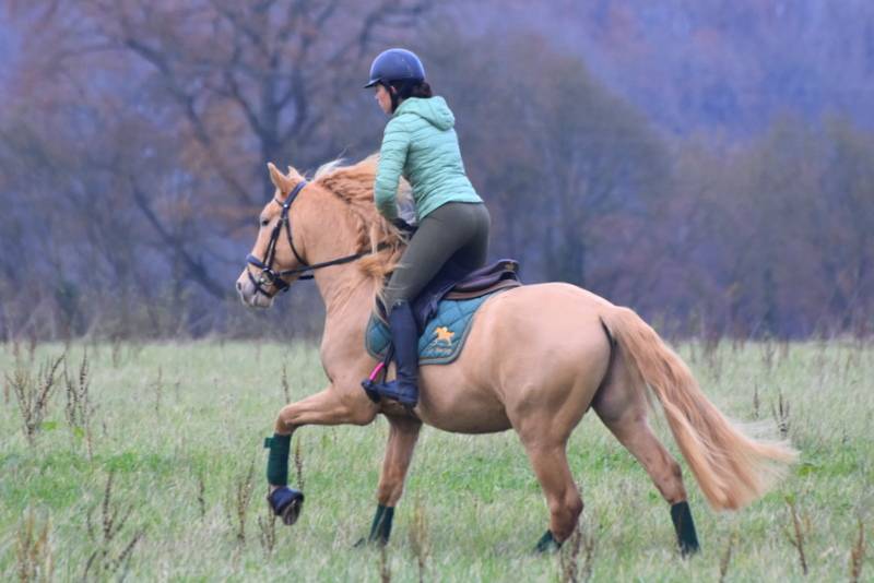 Sueno Carthago - PRE Pura Raza Española 2020
