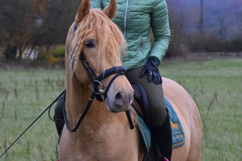 Sueno Carthago - PRE Pura Raza Española 2020