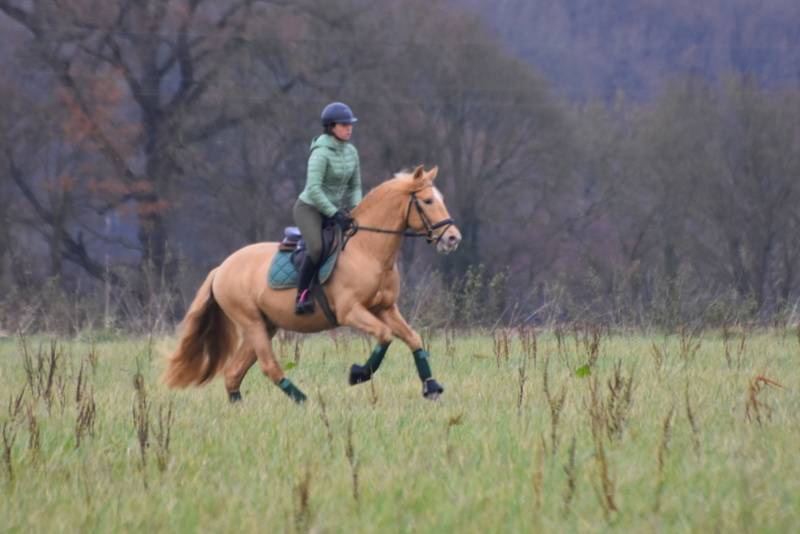 Sueno Carthago - PRE Pura Raza Española 2020