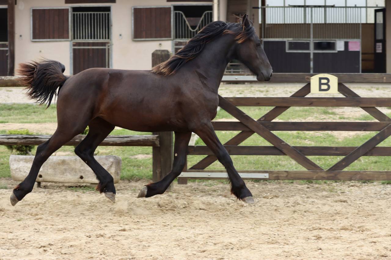 Potranca Fris&oacute;n En venta 2024 Negro por Alwin 469 Sport AAA Pr&eacute;f&eacute;rent