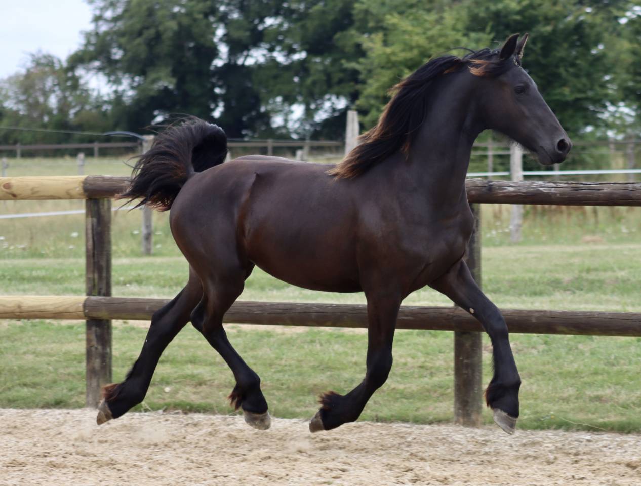 Potranca Fris&oacute;n En venta 2024 Negro por Alwin 469 Sport AAA Pr&eacute;f&eacute;rent