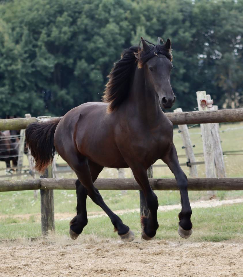 Potranca Fris&oacute;n En venta 2024 Negro por Alwin 469 Sport AAA Pr&eacute;f&eacute;rent