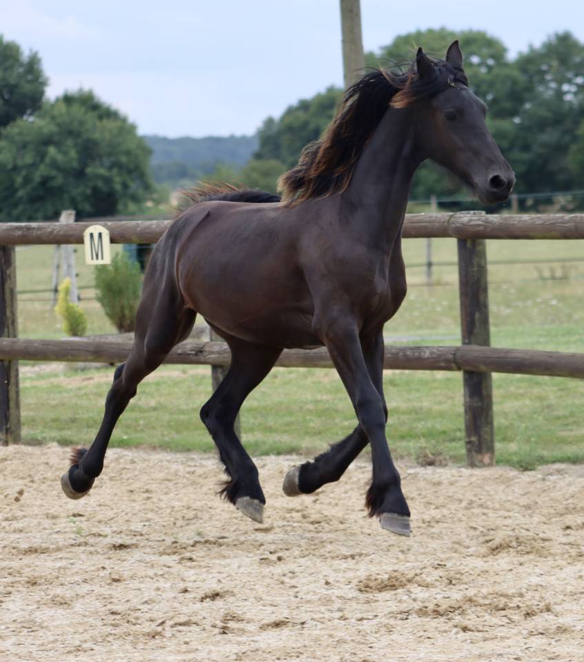 Potranca Fris&oacute;n En venta 2024 Negro por Alwin 469 Sport AAA Pr&eacute;f&eacute;rent