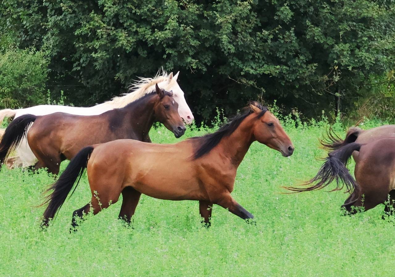 Caballo castrado Akhal Teke En venta 2020 Bayo por Kemput (EST), AT