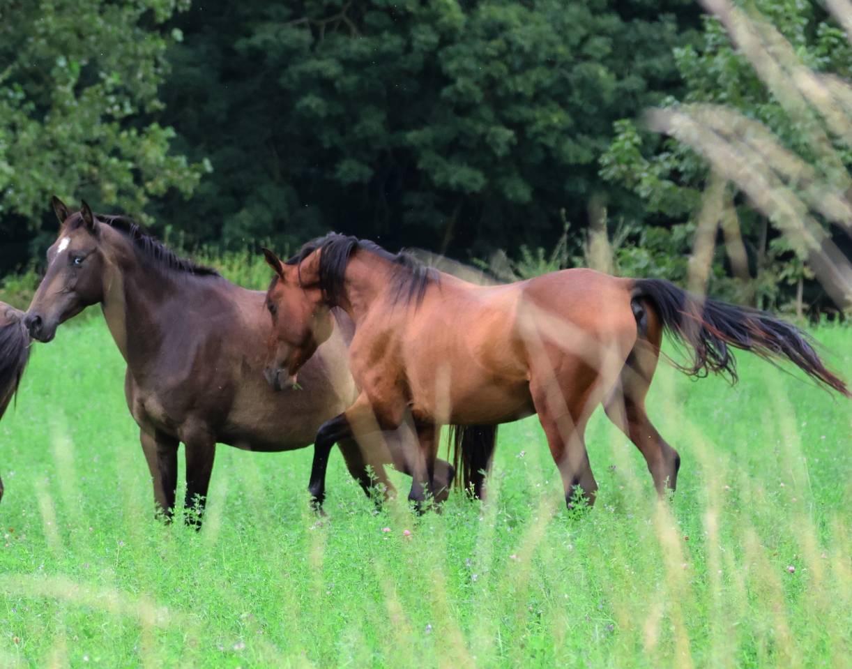 Caballo castrado Akhal Teke En venta 2020 Bayo por Kemput (EST), AT