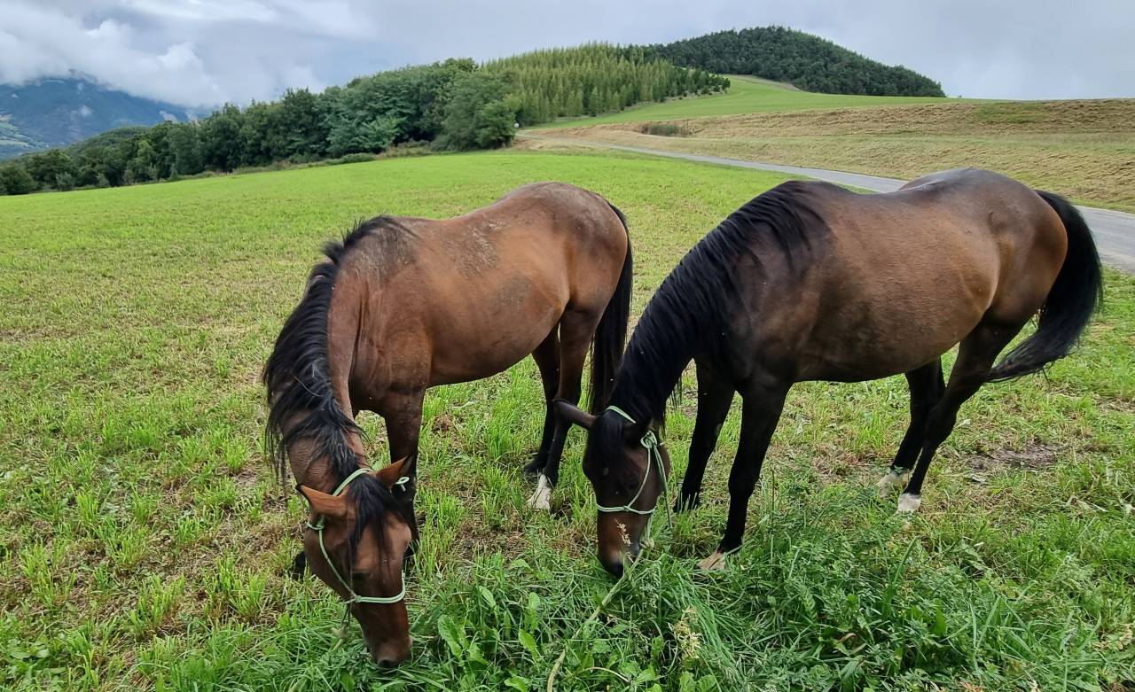 Caballo castrado Akhal Teke En venta 2020 Bayo por Kemput (EST), AT