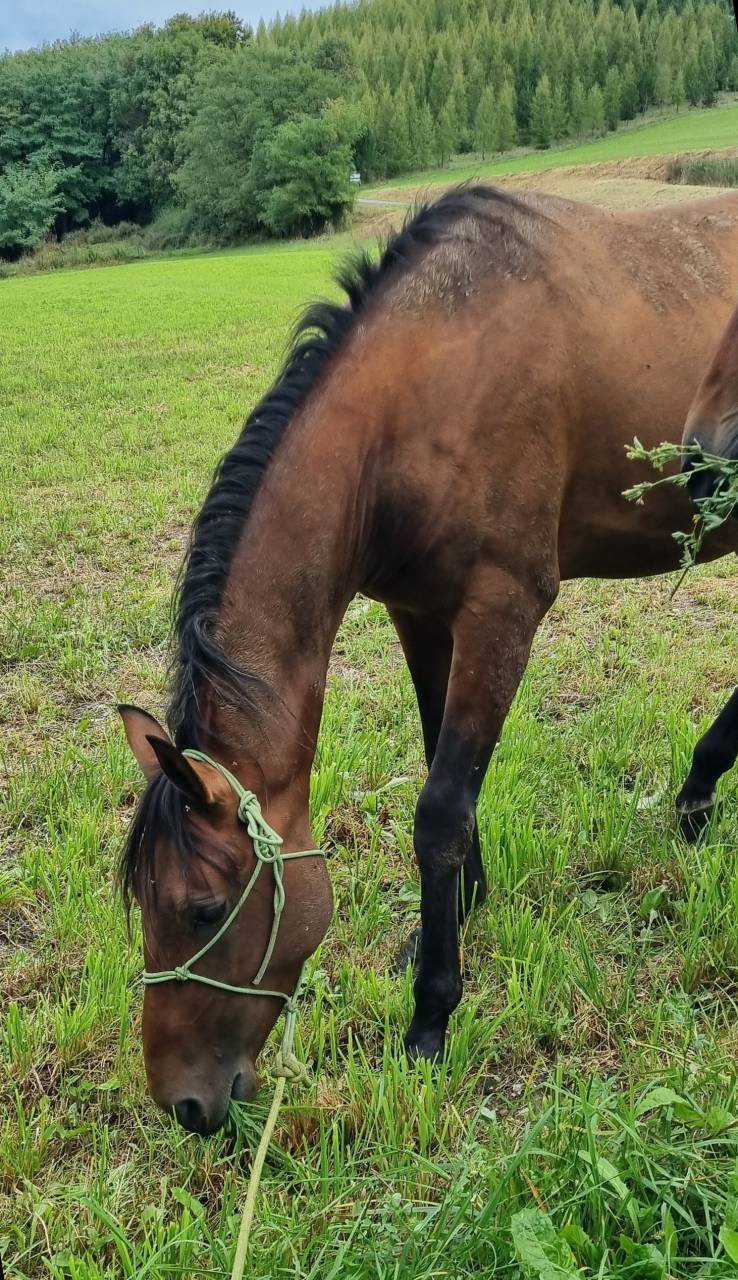 Caballo castrado Akhal Teke En venta 2020 Bayo por Kemput (EST), AT