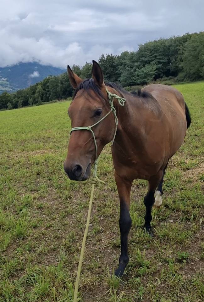 Caballo castrado Akhal Teke En venta 2020 Bayo por Kemput (EST), AT