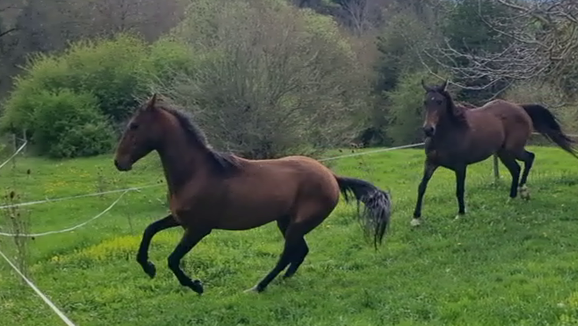 Caballo castrado Akhal Teke En venta 2020 Bayo por Kemput (EST), AT