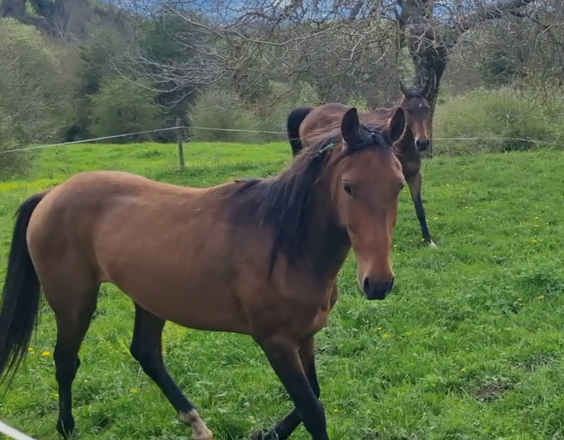 Caballo castrado Akhal Teke En venta 2020 Bayo por Kemput (EST), AT