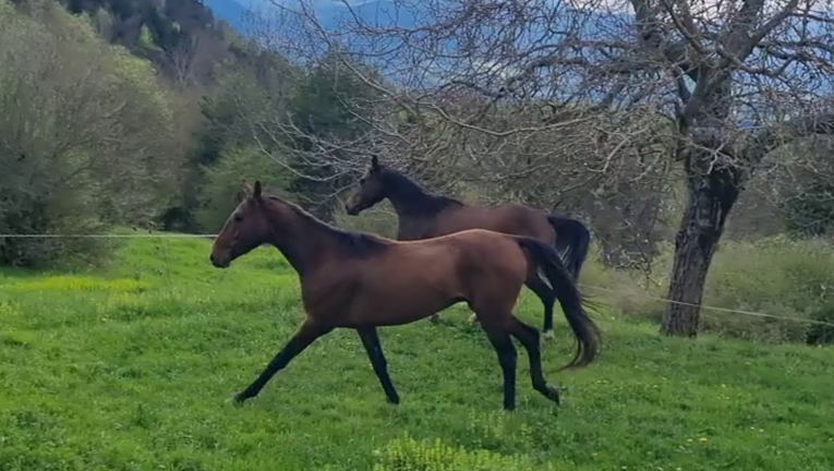 Caballo castrado Akhal Teke En venta 2020 Bayo por Kemput (EST), AT