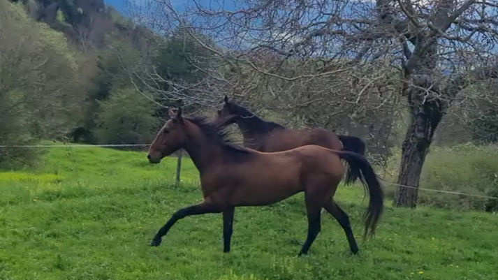 Caballo castrado Akhal Teke En venta 2020 Bayo por Kemput (EST), AT