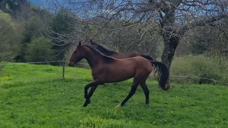 Caballo castrado Akhal Teke En venta 2020 Bayo por Kemput (EST), AT