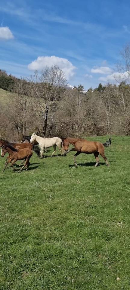 Caballo castrado Akhal Teke En venta 2020 Bayo por Kemput (EST), AT