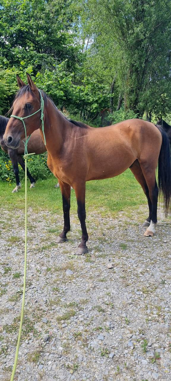 Caballo castrado Akhal Teke En venta 2020 Bayo por Kemput (EST), AT