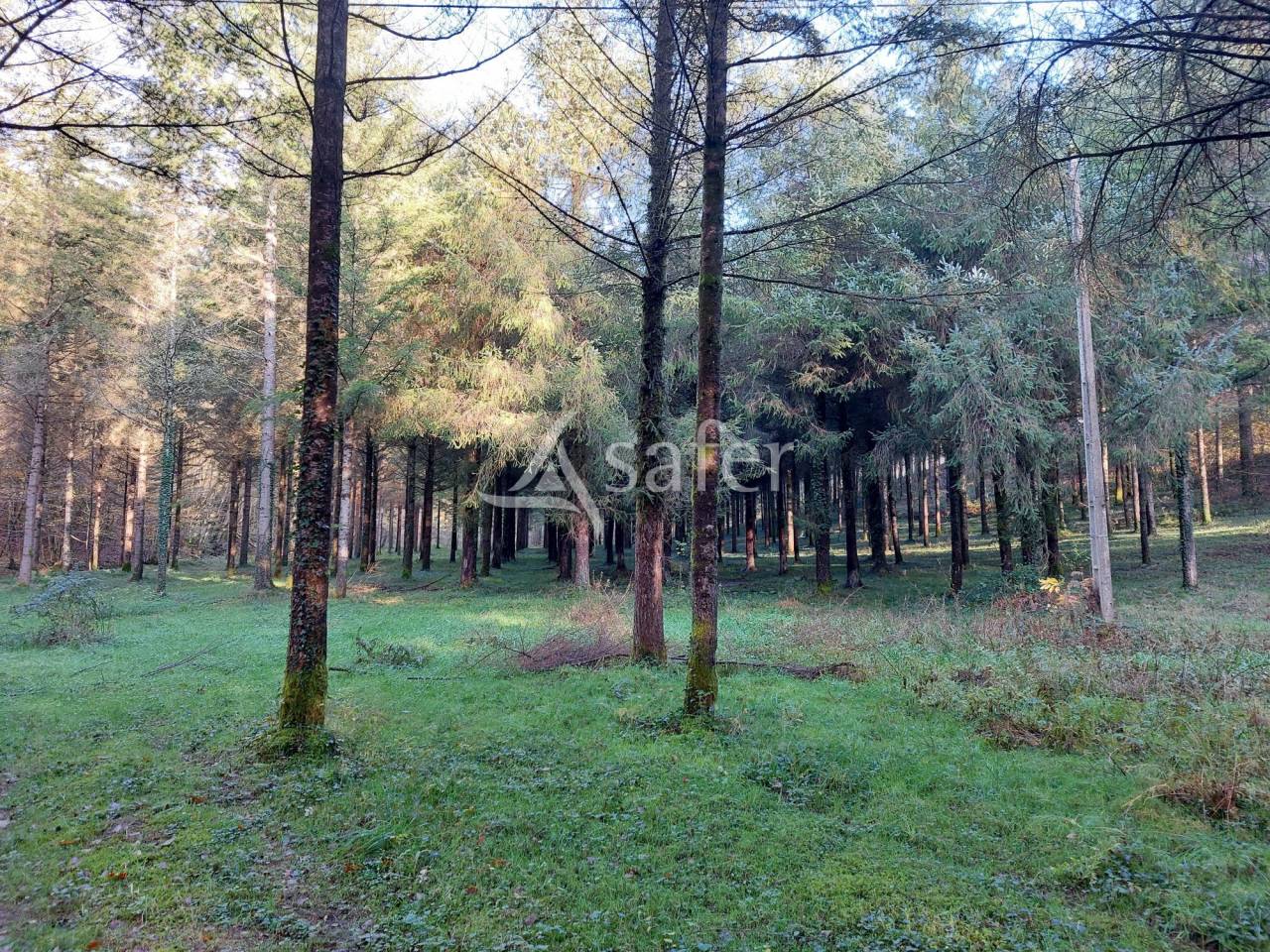 Explotación forestal En venta Dordoña