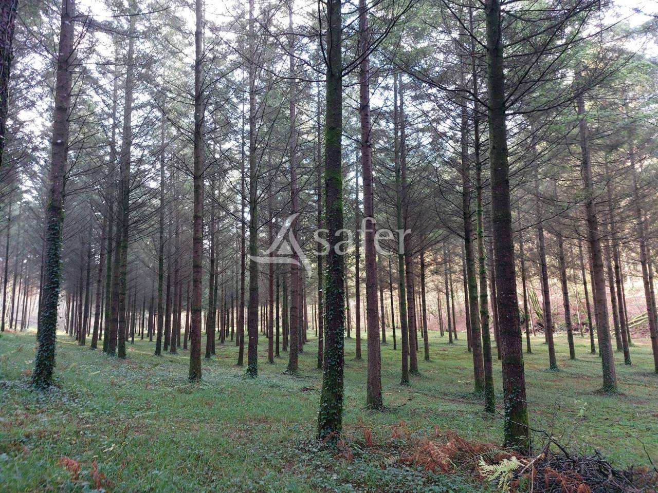 Explotación forestal En venta Dordoña