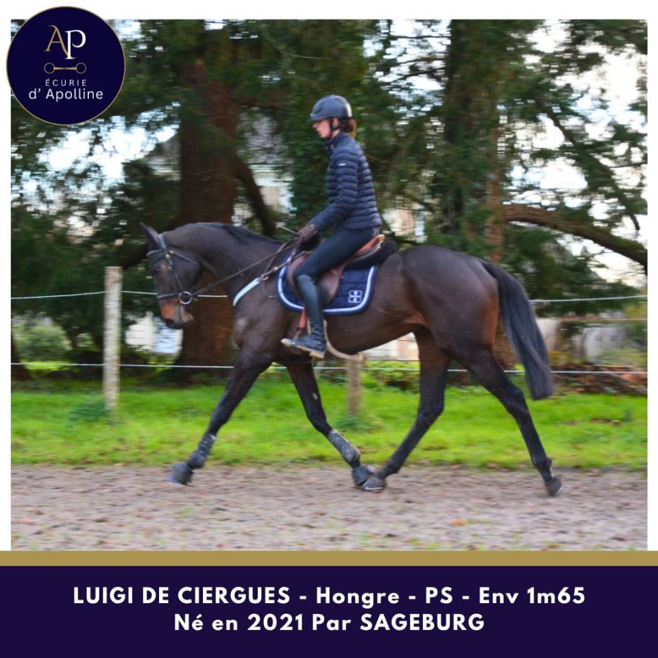 Caballo castrado Pura Sangre En venta 2021 Bayo
