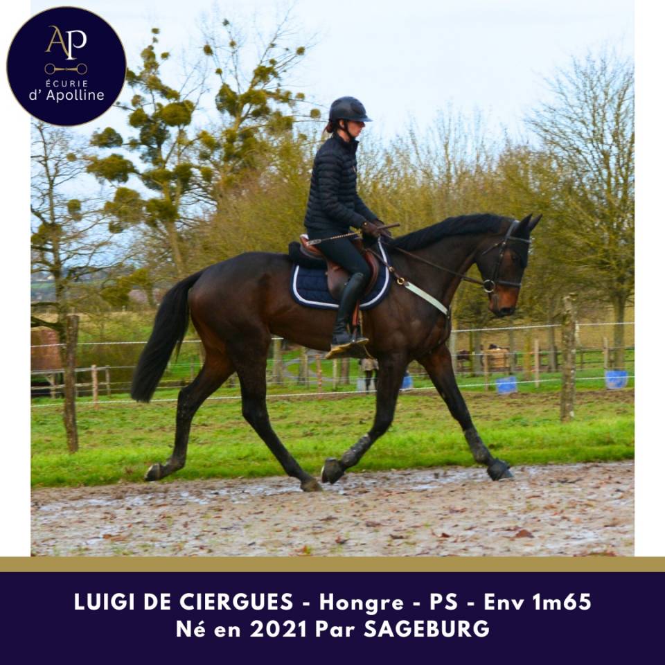 Caballo castrado Pura Sangre En venta 2021 Bayo