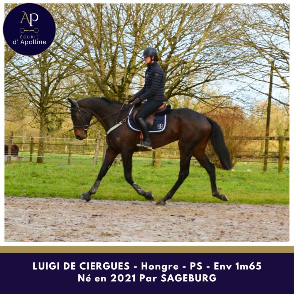 Caballo castrado Pura Sangre En venta 2021 Bayo