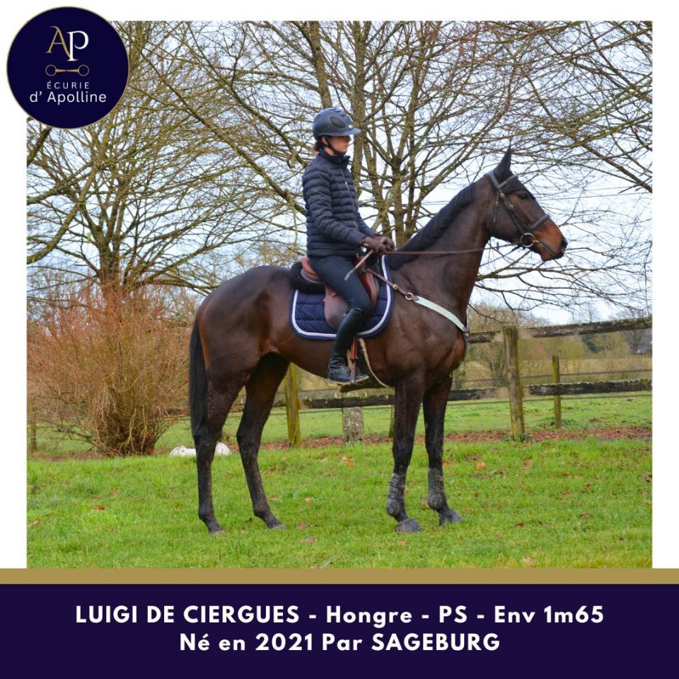 Caballo castrado Pura Sangre En venta 2021 Bayo