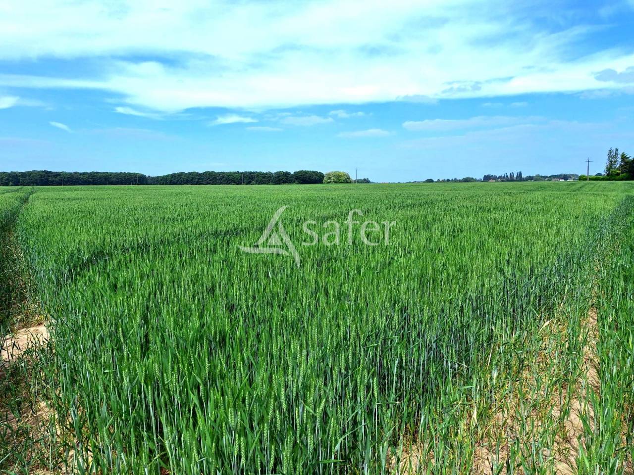 Explotación agrícola En venta Loiret