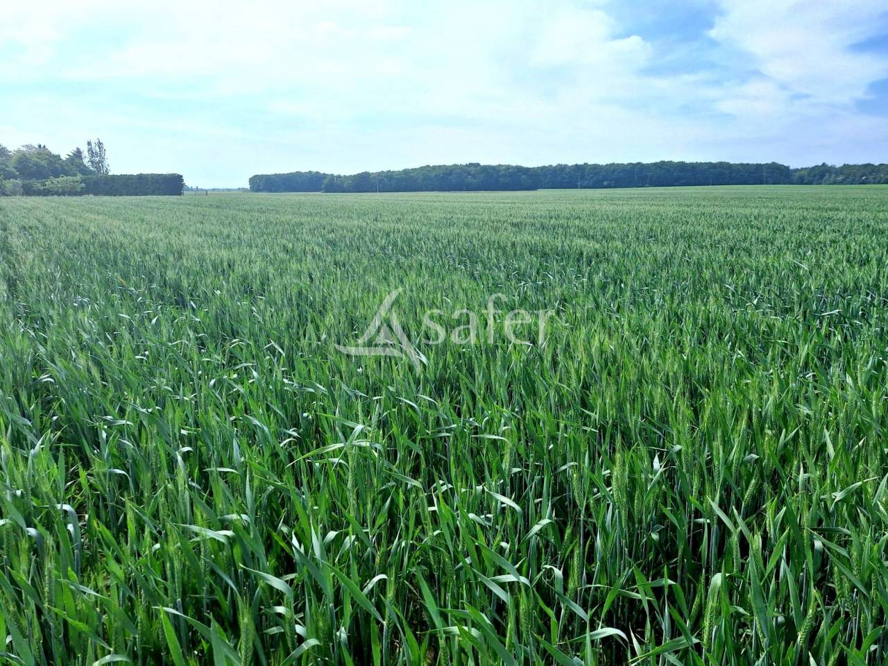 Explotación agrícola En venta Loiret