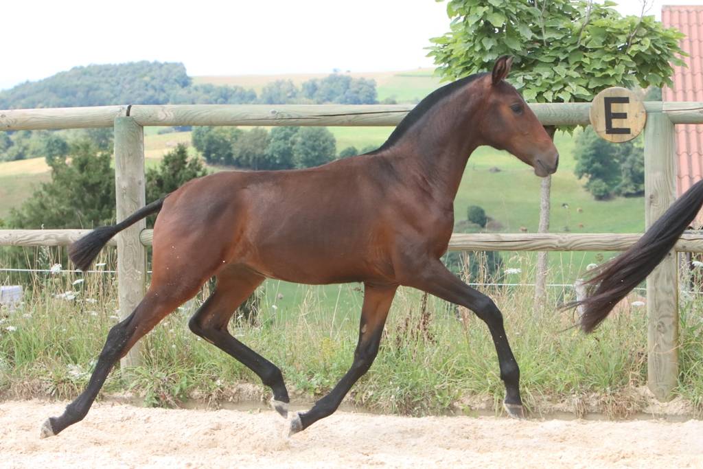 Potranca Origine Constatée En venta 2024 Bayo moreno por FAUSTO DE LA COMBE