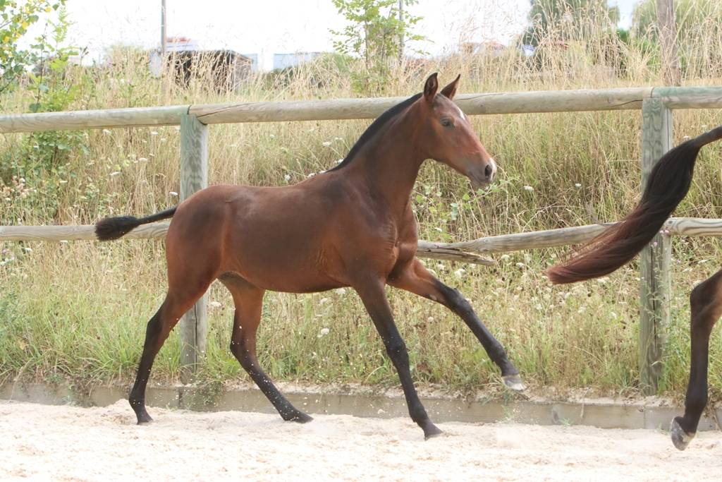 Potranca Origine Constatée En venta 2024 Bayo moreno por FAUSTO DE LA COMBE