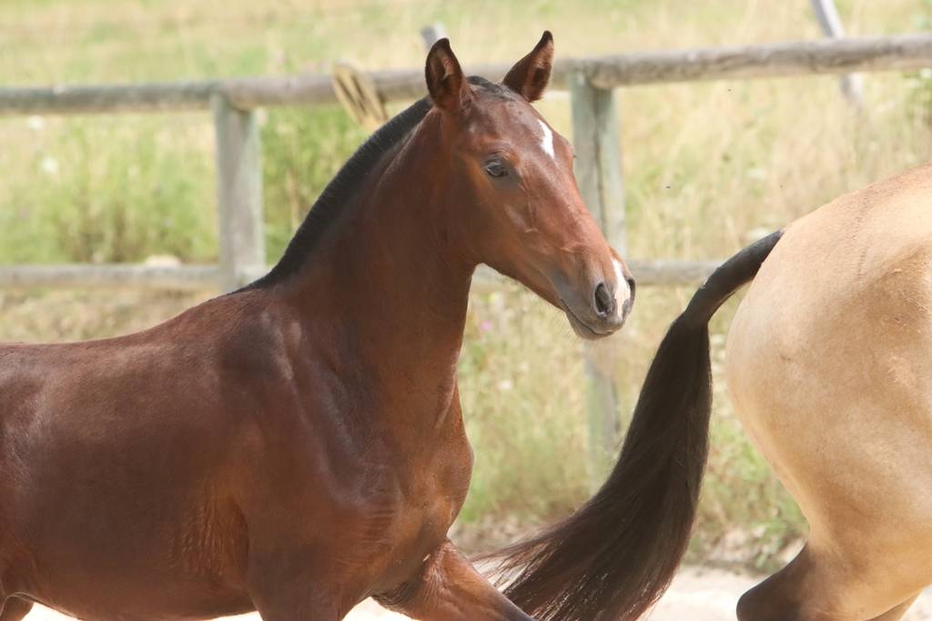 Potranca Origine Constatée En venta 2024 Bayo moreno por FAUSTO DE LA COMBE