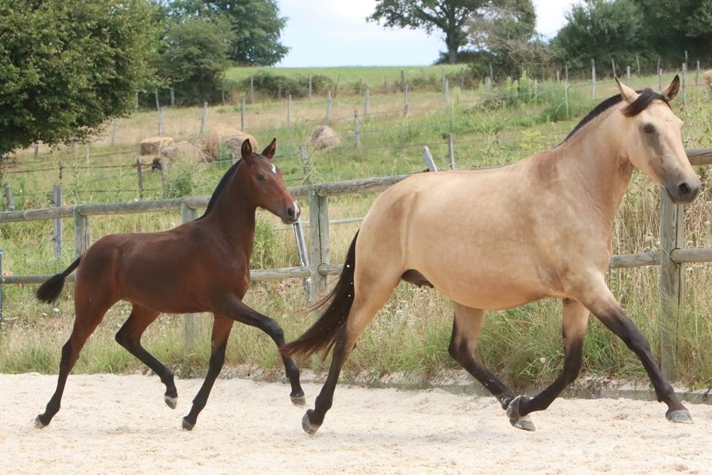 Potranca Origine Constatée En venta 2024 Bayo moreno por FAUSTO DE LA COMBE