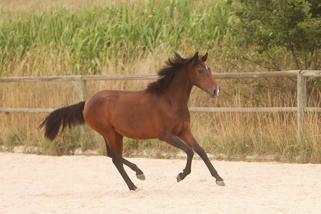 Potranca Origine Constatée En venta 2024 Bayo moreno por FAUSTO DE LA COMBE