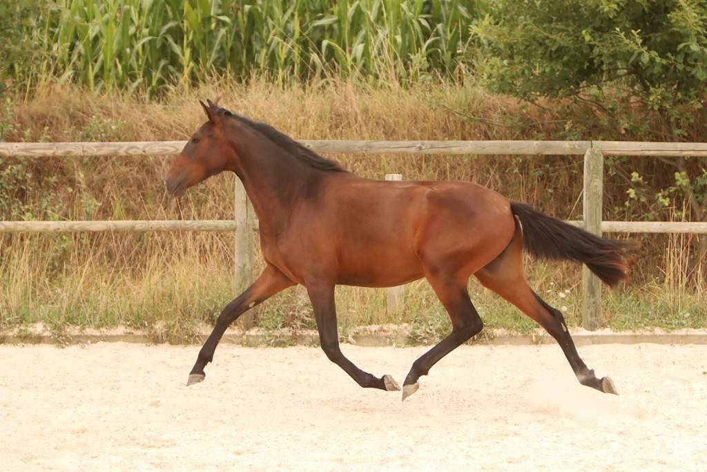 Potranca Origine Constatée En venta 2024 Bayo moreno por FAUSTO DE LA COMBE