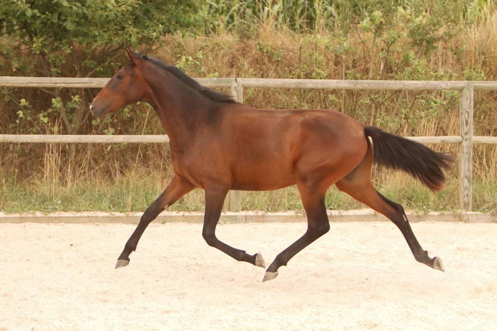 Potranca Origine Constatée En venta 2024 Bayo moreno por FAUSTO DE LA COMBE