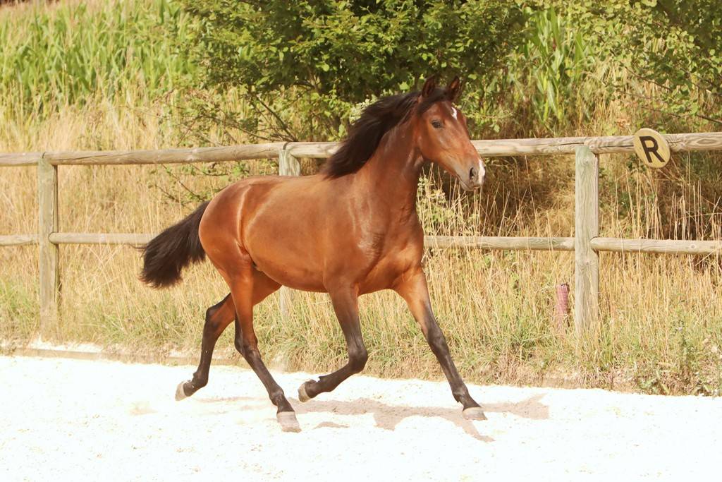 Potranca Origine Constatée En venta 2024 Bayo moreno por FAUSTO DE LA COMBE