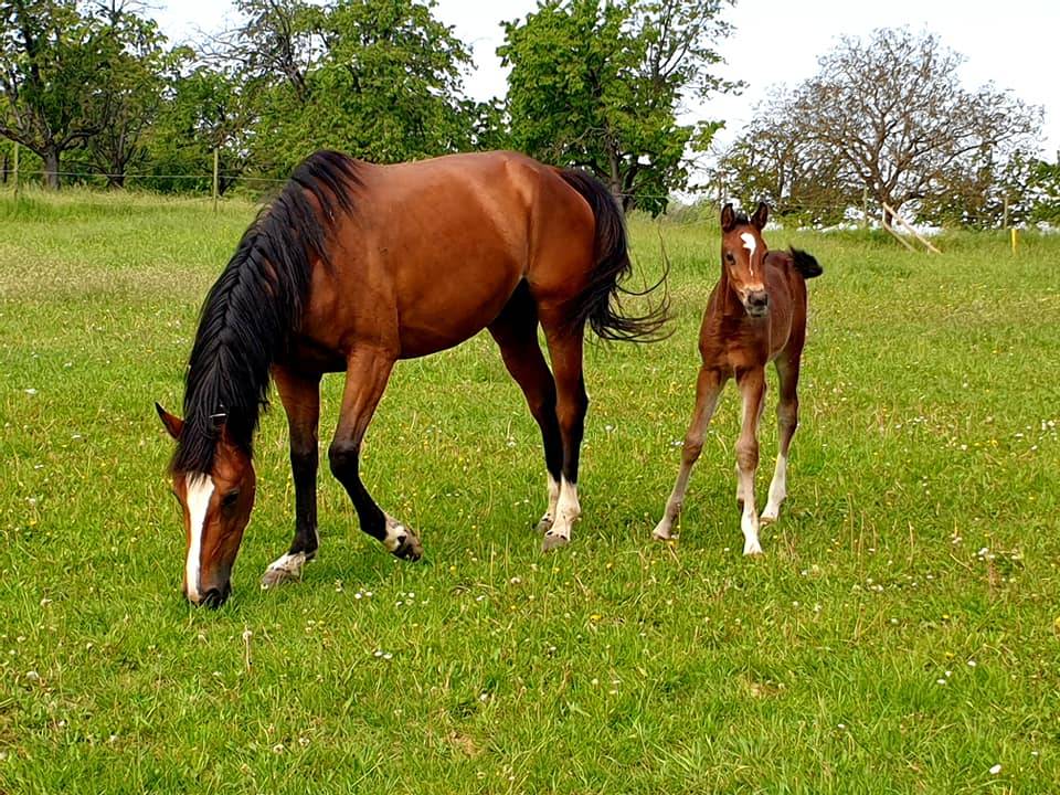 Yegua Silla Francés En venta 2014 Bayo por ARIOSO DU THEILLET