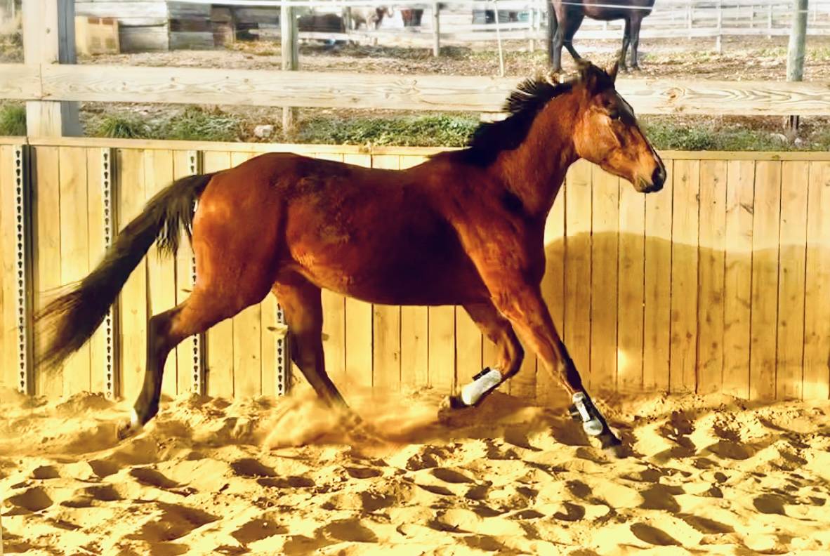 Caballo castrado Silla Francés En venta 2021 Bayo por shaloubet eygalieres