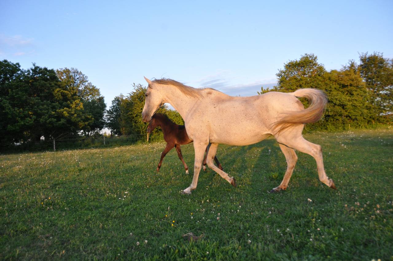 Yegua de ganadería Anglo-Arabe de Complément En venta 2010 Tordo por maramix