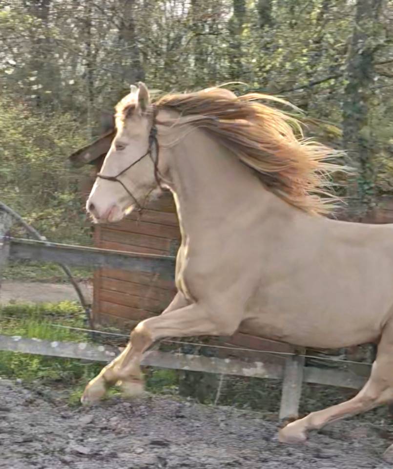 Caballo castrado PRE Pura Raza Española En venta 2016 Perlino