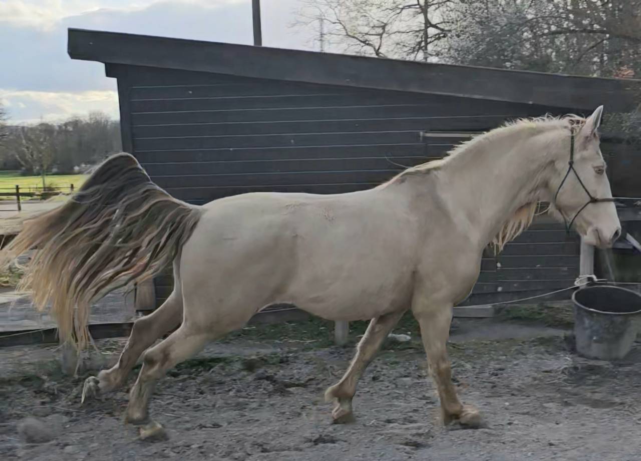 Caballo castrado PRE Pura Raza Española En venta 2016 Perlino