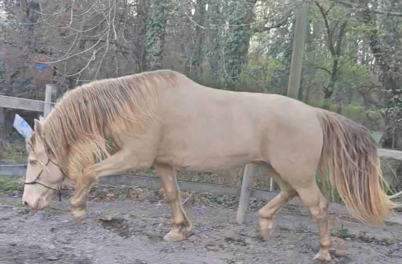 Caballo castrado PRE Pura Raza Española En venta 2016 Perlino