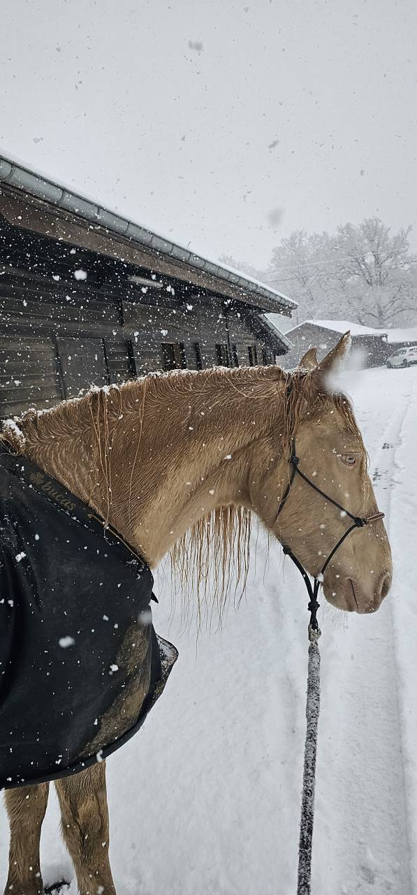 Caballo castrado PRE Pura Raza Española En venta 2016 Perlino