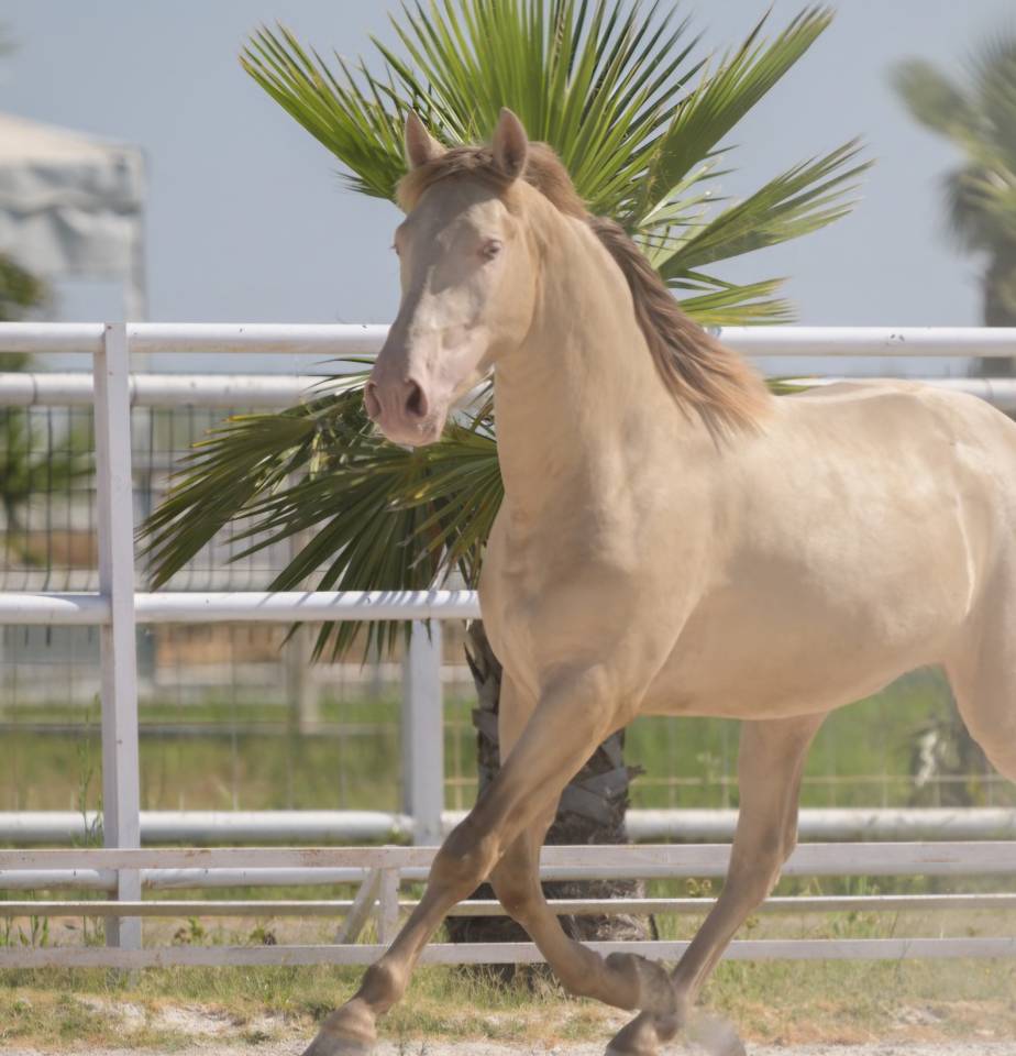 Caballo castrado PRE Pura Raza Española En venta 2016 Perlino